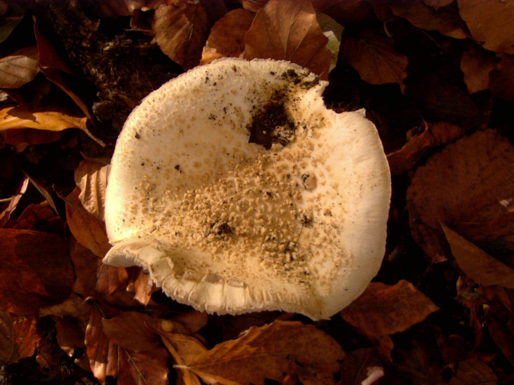 Amanita da identificare